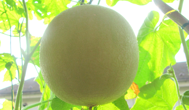 キュウリ属［後編］メロンの鉢栽培｜東アジア植物記｜読みもの｜サカタ
