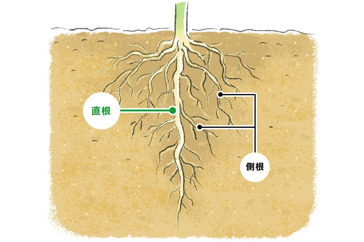 まっすぐ深く伸びる根を持つ「直根性植物」は植え替えが苦手