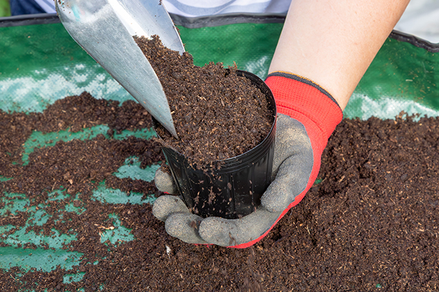 「Yポット（直径9cm）」※サカタのタネ 公式オンラインショップで購入可能。
