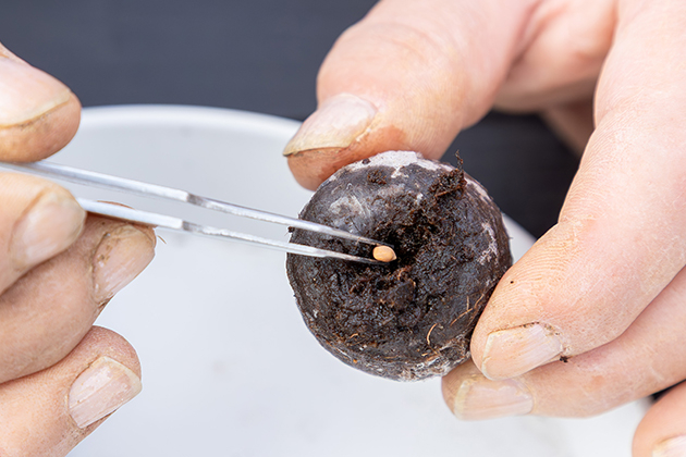 中央部を軽くほぐして種をまく