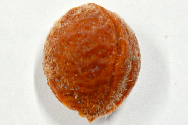 ウメ(Prunus mume)の核