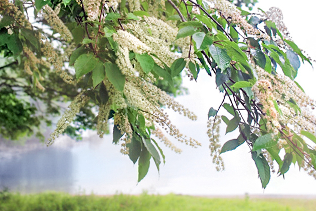 ウワミズサクラ
