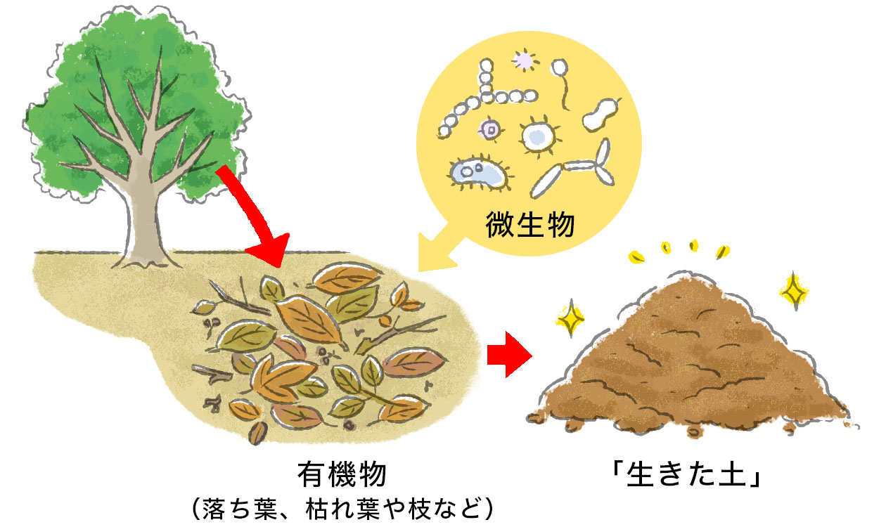 腐植化のしくみ