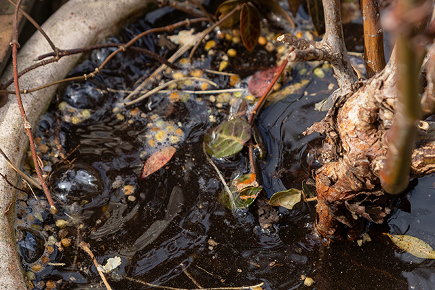水やりのときに出る気泡の正体は、古い空気