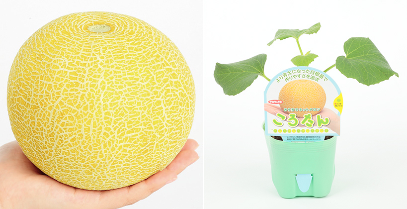 ネットメロン「ころたん(R)」
