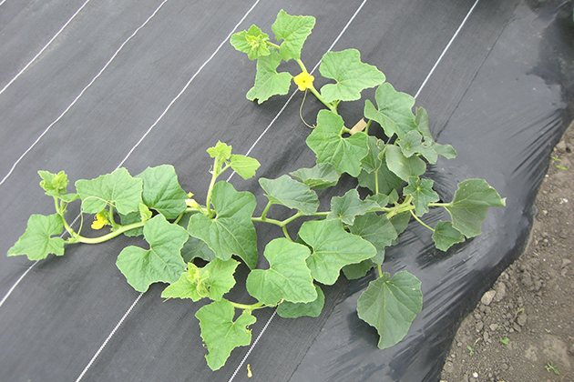 定植時の保温や泥はねによる病気を防ぐため、黒マルチを使用するとよい