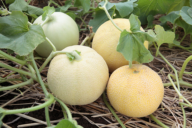 「ころたん」露地栽培の様子