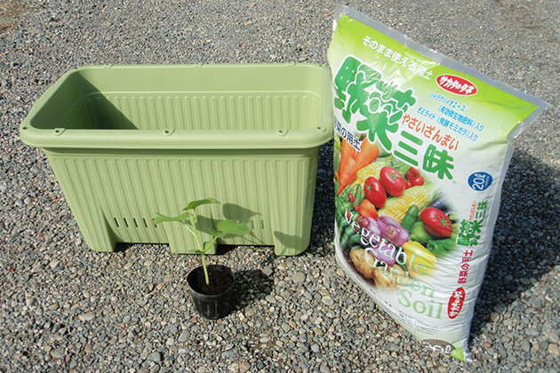 鉢植えはなるべく大型のプランターがおすすめ