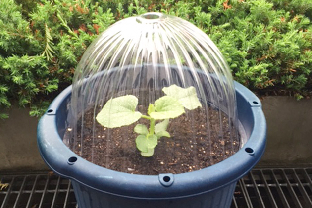 気温が10℃を切るような寒い日や夜間は苗キャップをして防寒対策を