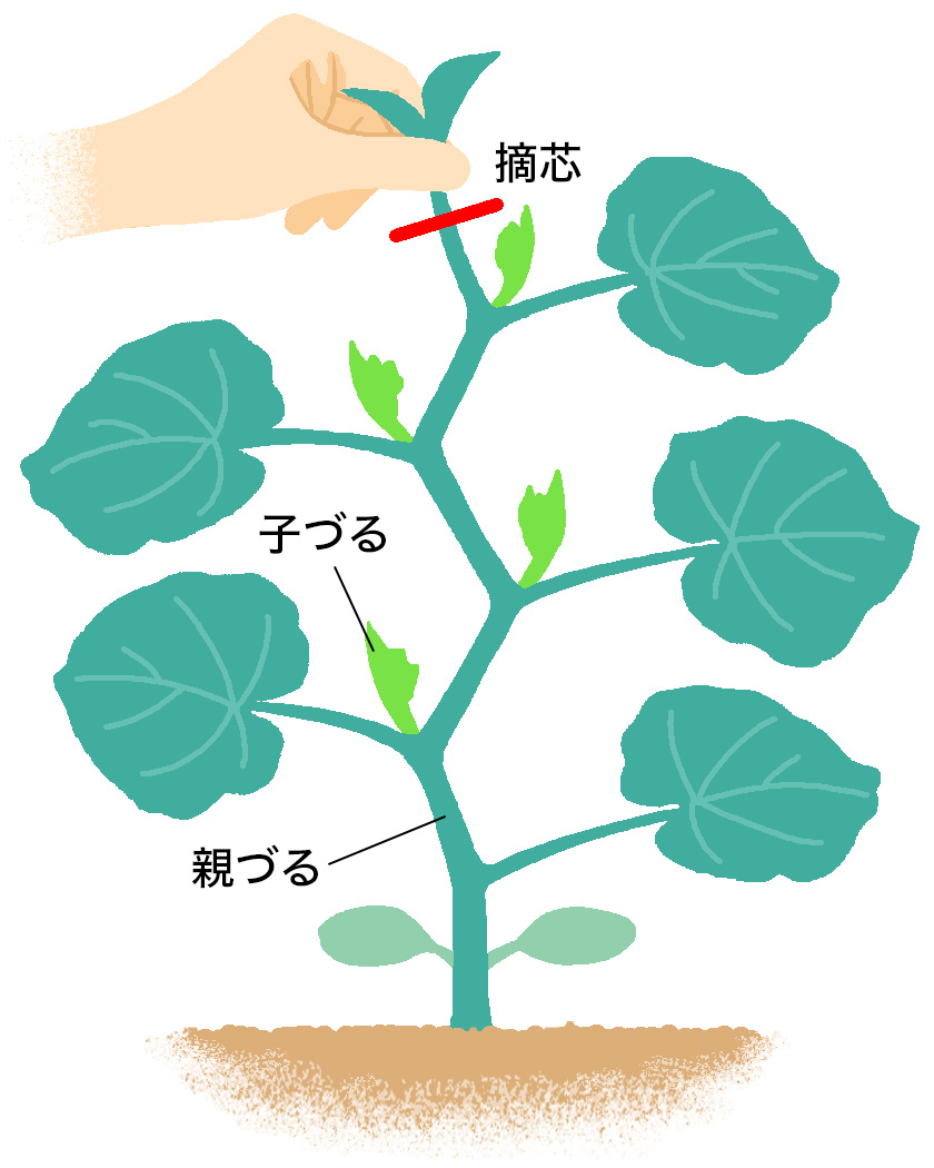 「ころたん&reg;」の親づるの摘芯