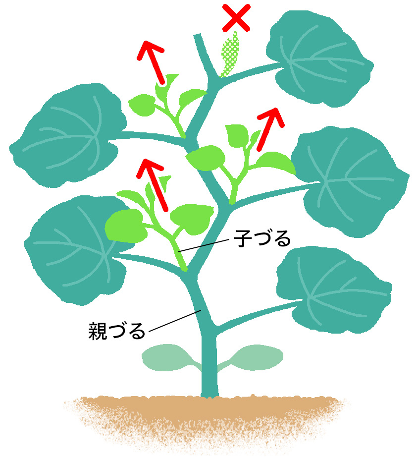 「ころたん」子づるの芽かき（地植え）