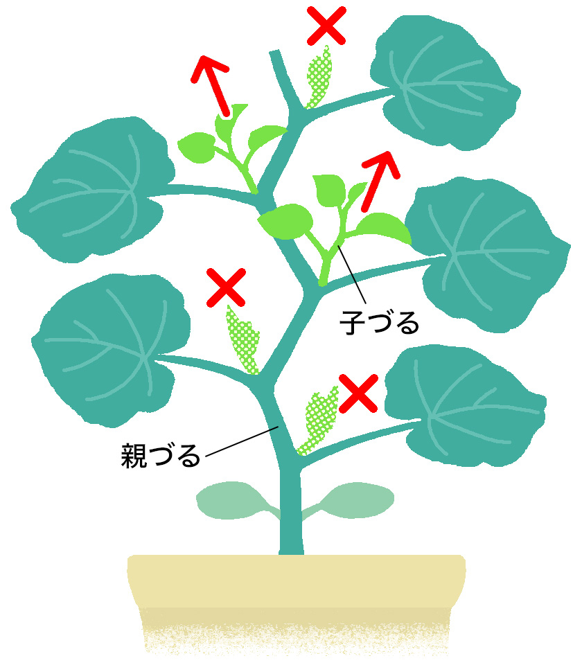 「ころたん」子づるの芽かき（鉢植え）