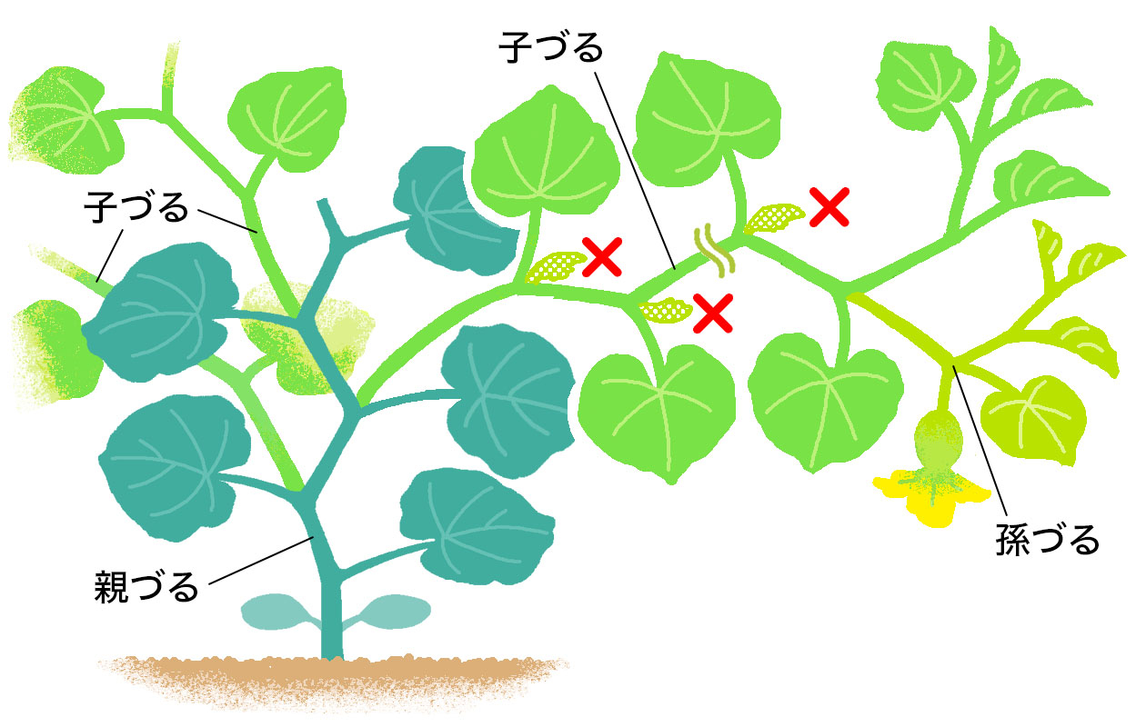 「ころたん(R)」は、9枚目以降の孫づるに着果させる