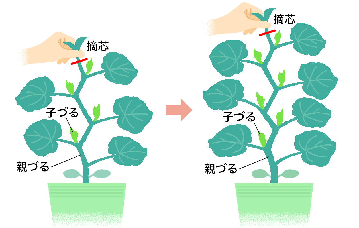 定植前に苗が伸びてきてしまったら、本葉4～5枚よりも上でよいので摘芯して、出てきた元気な子づるを地植えなら3本、鉢植えなら1～2本残して、それ以外の子づるの芽は取り除く