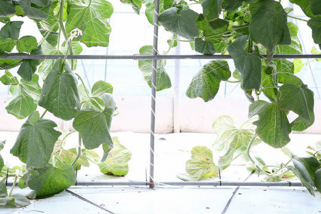 「ころたん(R)」を地植えなら株間は最低でも90cmは離す