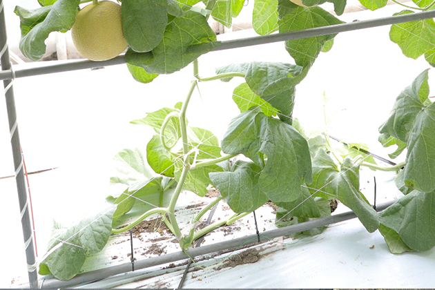 「ころたん(R)」の株元が葉で混み合ってきたら、古い葉を取り除いて風通しをよくする