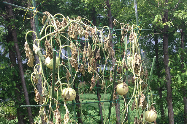 夏の暑さでしおれて枯れてしまった「ころたん(R)」