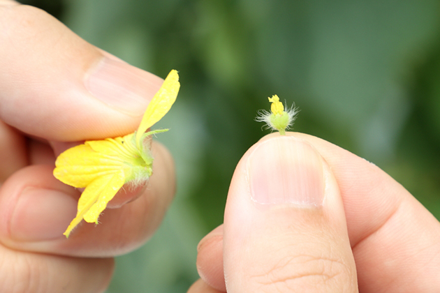 花弁を取り除いた雄花