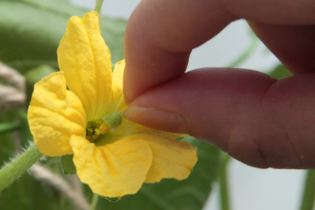 雌花に雄花の花粉を擦り付けて授粉している様子