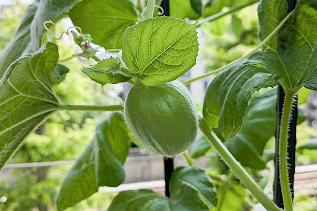 「ころたん(R)」は、着果してしばらくは真ん丸ではなく楕円型をしている