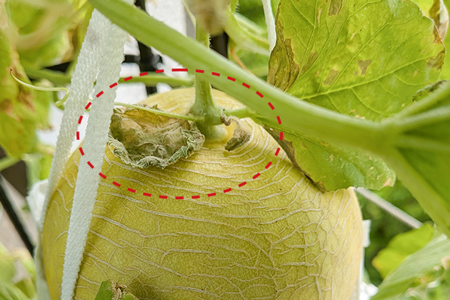 果実のすぐ近くの止め葉が枯れている様子
