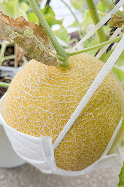 落果防止に不織布マスクを利用してハンモックのようにすることも可能