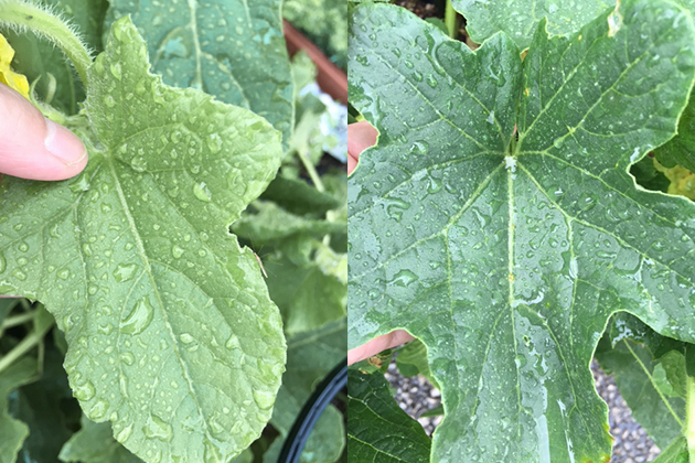 左上の写真と比較して、右上は肥料が多く葉色が黒っぽくなっている