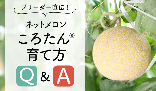 ブリーダー直伝！ネットメロン ころたん®育て方Q&A｜サカタのタネ