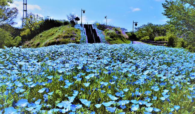 ネモフィラ｜季節の花めぐり｜読みもの｜サカタのタネ 家庭菜園・園芸