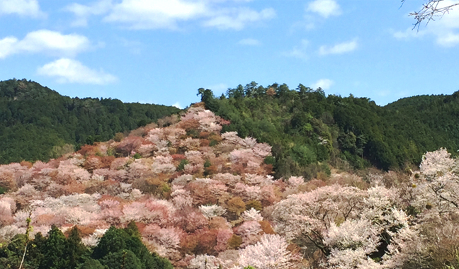 サクラの旅路［その6］ヨシノザクラとオオシマザクラ｜東アジア植物記