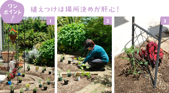［1］それぞれの植物に日が当たるように、株の広がりや草丈を考えて苗を仮置きします［2］植え場所が決まったら、苗の植えつけ開始です［3］アーチの足元に植えたミニトマト「キャロルパッション」の苗。下葉が落ちて寂しくなりがちなミニトマトの足元を、大きく育つ隣の赤いコリウスが隠す予定です　