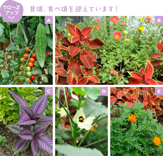 ［A］ミニトマト「キャロルパッション」とゴーヤー。菜園だからこそ見られる光景です［B］赤いコリウスとビタミンカラーの「サンちゅらか」のコラボ［C］光沢のある鮮やかな紫葉のストロビランテス。暑い夏が大好きです［D］クリーム色の一日花のオクラの花。フヨウに似た花は菜園に優しさを添えてくれます［E］トマトの近くにコンパニオンプランツのマリーゴールドを植えると、お互いの成長を促すからオススメ