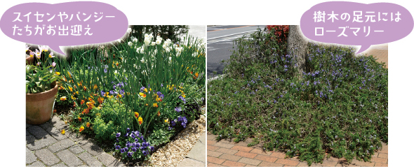 ポットマンの後ろの花壇。八重の房咲き香りスイセン「チャフルネス」やパンジーたちがお出迎え（写真左）。街路樹の足元を覆うほふく性ローズマリーが見事です（写真右）