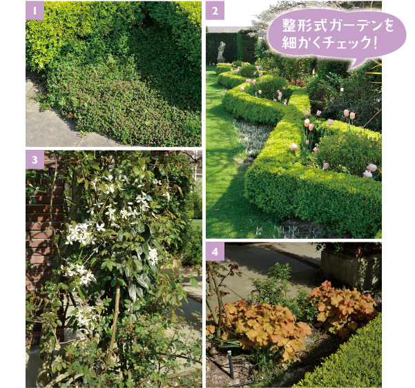 ［1］花壇の足元を覆う、薄ピンクの可憐な花を咲かせるタイム「ロンギカリウス」［2］整形式ガーデンに愛らしい花色を添えるチューリップ「アプリコットビューティ」［3］パーゴラの柱に絡む白いクレマチス「アーマンディー」の花［4］バラの足元を彩るヒューケラ「キャラメル」