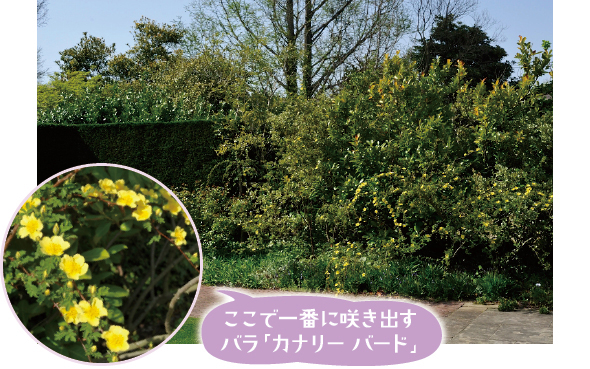 整形式ガーデン後方のボーダー花壇。右の黄色い花はバラ「カナリー バード」。庭園で一番に咲く半つる性、一重の一季咲きのバラ。足元でイベリスやヒアシンソイデス「スパニッシュブルーベル」も開花