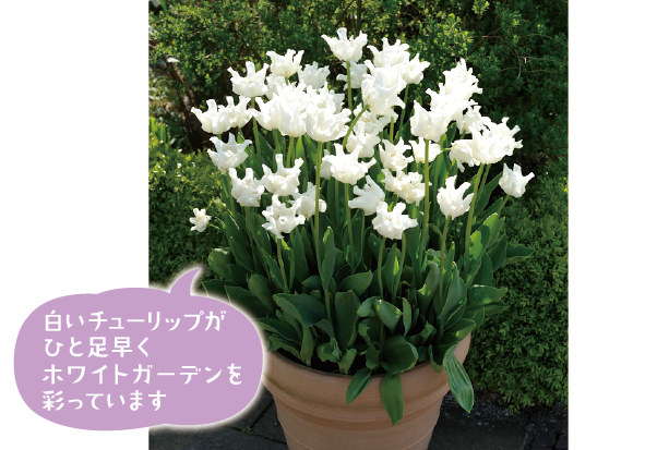 たくさんの白いチューリップ「ホワイトリバースター」の花がいっせいに咲きそろい、ここがホワイトガーデンだと告げているよう。清楚ながら存在感は抜群です