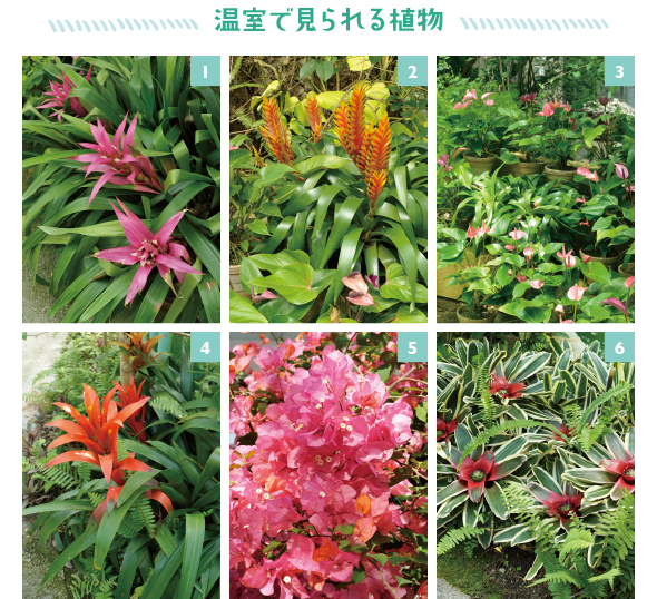 ［1］熱帯雨林に生息するグズマニア。あでやかな花が咲くと、とってもトロピカル［2］高温多湿や半日陰を好むオオインコアナナス。美しい花苞は数カ月楽しめます［3］観葉植物として赤花をよく見かけるアンスリウム。長期間、花苞が観賞できます［4］1と同じグズマニア。学名はスペインの自然科学者グズマンの名にちなんで［5］一年を通して日当たりのよい場所で育てると、花数も増えるブーゲンビレア［6］高温多湿で明るい場所を好むネオレゲリア。水分は葉から吸収します