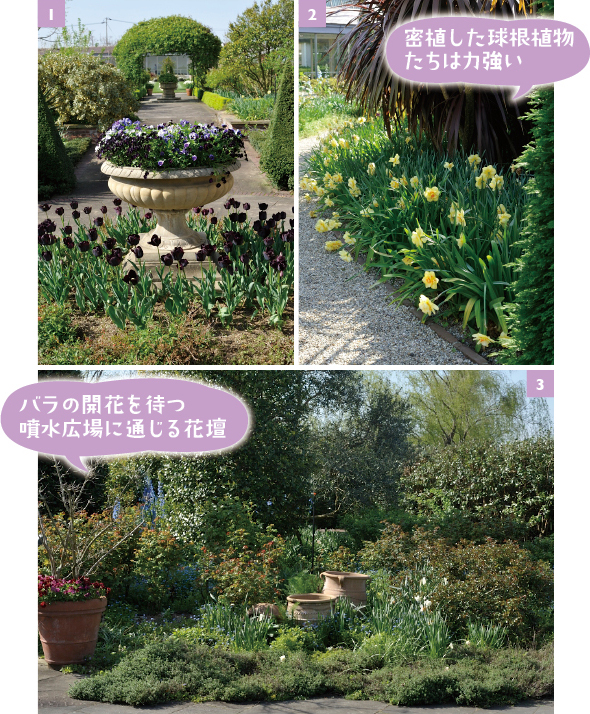 ［1］高鉢に紫や黒のビオラを、足元に黒いチューリップ「ポールシェラー」を植栽。足元の刈り込まれた植物は秋に満開だったポリゴナム［2］コルジリネの足元に群生するスイセン「タヒチ」。密植した球根植物の力強さを感じます［3］初夏には各種バラやハーブの花が咲き誇る、噴水エリアに通じる花壇。日当たりがよいので、オレンジ色のバラの新芽が映えます。スイセン「ピンクチャーム」などが開花　