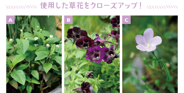 ［A］生育旺盛なスイートメキシカンハーブ（リッピア）。グラウンドカバーにおすすめ［B］黒紫色のペチュニア「エスプレッソトリュフ」。寄せ植えの主役に最適です［C］這うように横に広がるハイビスカス ロバツス。寒さが苦手だから一年草扱いで　　　