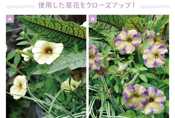［A］どんな花や葉ものとも相性が抜群の優しい色合いの和・ペチュニア「メロンパン」［B］和風の印象を与える個性的な和・ペチュニア「ミステリー」。主役にピッタリ