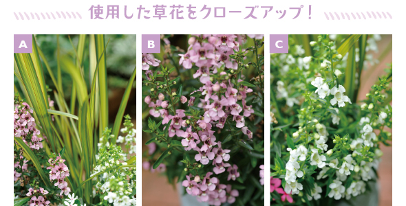 ［A］寄せ植えの中～大型向きのニューサイラン「アプリコットクィーン」［B］アンゲロニア、花穂の上まで花が咲いたら切り戻し。霜が降りるまで咲き続けます［C］白いアンゲロニアの花は涼しげだから、夏の庭の彩りに重宝します