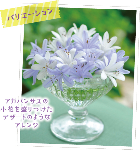 たくさんの小花が集まったアガパンサスの花。初夏の裏庭では、青や紫、白の手間いらずのアガパンサスの花たちが満開です。外側から中央に向かって咲く花だから、外側から少しだけきれいな小花を摘んでデザートグラスに盛りつけ。家族に大好評でした！