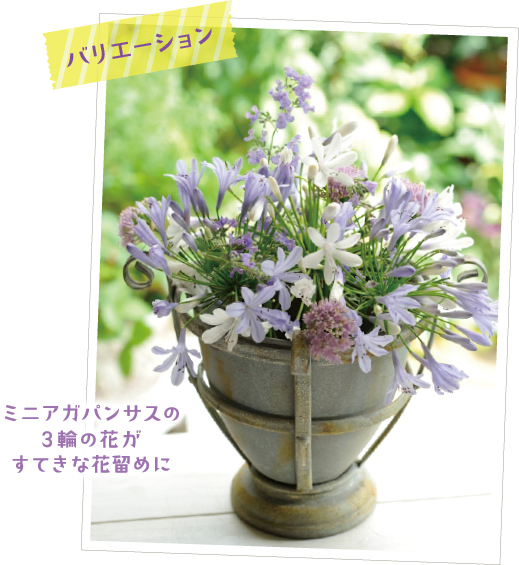 放射状に広がったミニアガパンサスの小花の隙間は、小さなアレンジの花留めに最適。かわいいテーブルアレンジには、ミニアガパンサスの花が1輪あれば花留め役に十分です。花の間にアリウムやキャットミントなどの小花を飾ると超簡単アレンジの完成！