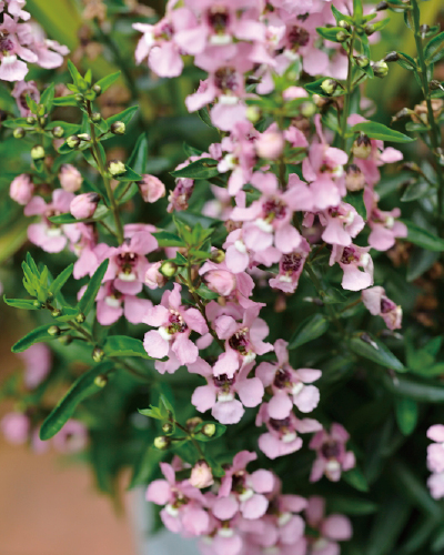 夏の庭の彩りに欠かせない、育てやすい一年草のアンゲロニア。アレンジには、下の小花が咲き終わり、上のきれいな小花が残ったものを整理して使用。剪定すると、また花を咲かせます
