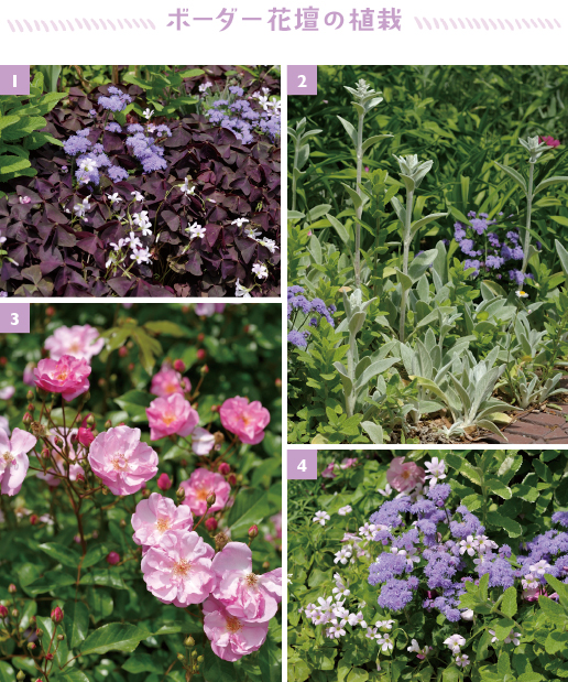 ［1］オキザリス「トライアングラリス」。濃い紫葉は華やかな花壇の色合いを締める役［2］銀葉が美しいラムズイヤー。這うように横に広がるからグラウンドカバーにも最適［3］トゲが少なく四季咲きで強健な修景バラ「ラベンダー メイディランド」　［4］耐寒性が弱いから一年草扱いのアゲラタム。初夏から秋の花壇を鮮やかに長く彩る