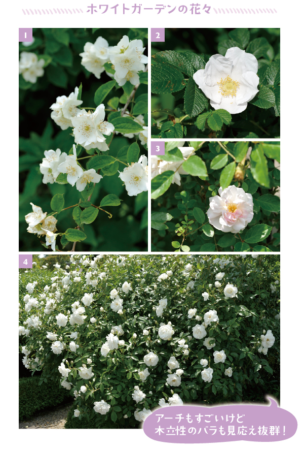 ［1］花に香りのあるバイカウツギ。古い枝を間引き軽く剪定するのがたくさん花を咲かせるコツ［2］東北以北の海岸に自生するハマナス。秋の朱色のローズヒップ（バラの実）も美しい［3］一季咲きのつるバラ「ロサ オドラータ」。香りのよい薄ピンクの花はとても愛らしい　［4］花数が多く半日陰でも花を咲かせる、木立性の四季咲き種の「アイスバーグ」