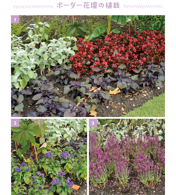 ［1］紫葉のイポメアや赤花のベゴニア、そしてシルバーリーフを種類ごとに固めて植栽［2］香りのよい紫花のヘリオトロープ。ロンドンでは、地植えでも夏越しできるらしい［3］多数の花穂を立ち上げ、大株になると見ごたえ抜群のサルビア ネモローサ