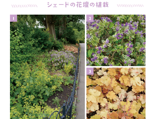 ［1］巨木の足元の植え込みに手間いらずの植物たちを植栽。手前はアルケミラ モリス［2］紫花が美しい、冷涼な気候がお好みのヘーベ「フランシスカーナ バリエガータ」［3］キャラメル色の葉が遠くからでも目を引くヒューケラ「キャラメル」　