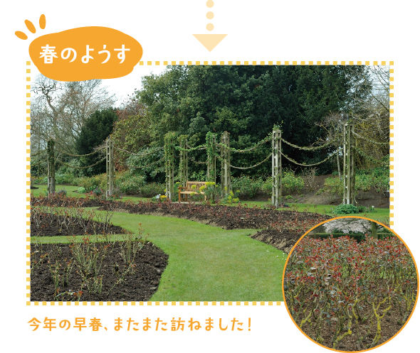 まだ肌寒い今年の4月初旬にローズガーデンを再訪！ 芽吹いたばかりの新芽がガーデンを赤く彩り、バラの季節に向けて準備万端でした。早春に訪れると、バラの剪定方法や植栽間隔、レイズドベッドの作り方、芝生のエッジの処理など、ガーデニング情報が簡単に手に入ります。