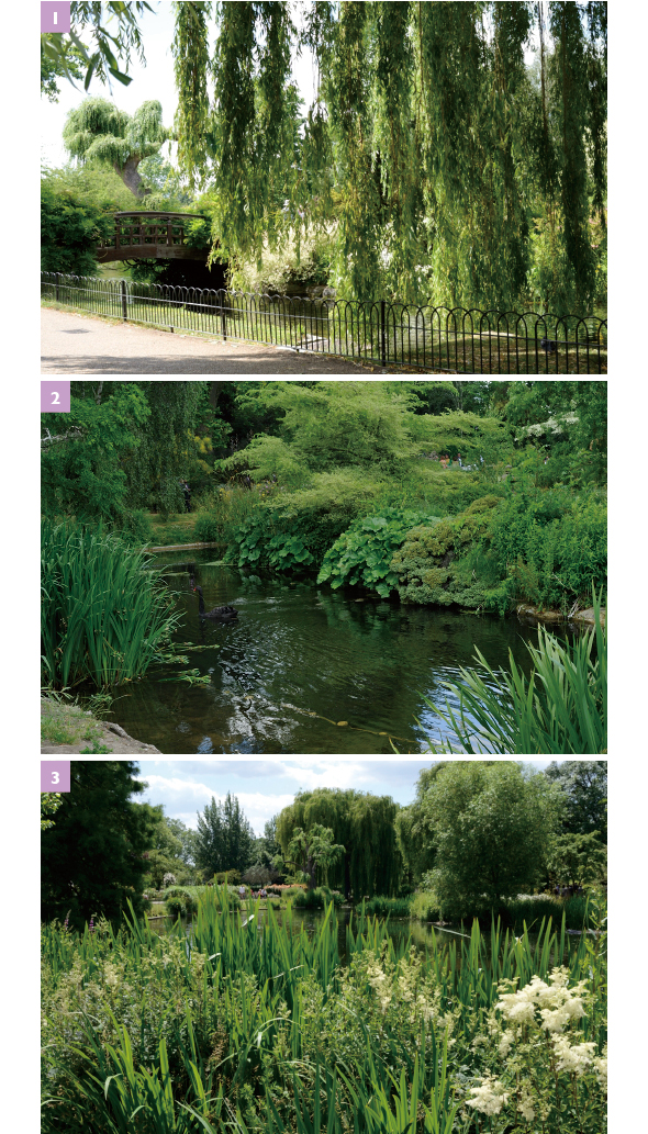 ［1］池の畔の大木のシダレヤナギ。英名はweeping willow、和訳すると「泣くヤナギ」とか［2］うっそうとした水辺の植物に覆われた池で、優雅に泳ぐブラックスワンはミステリアス！［3］この池の西側に、日本庭園の島があるらしい　